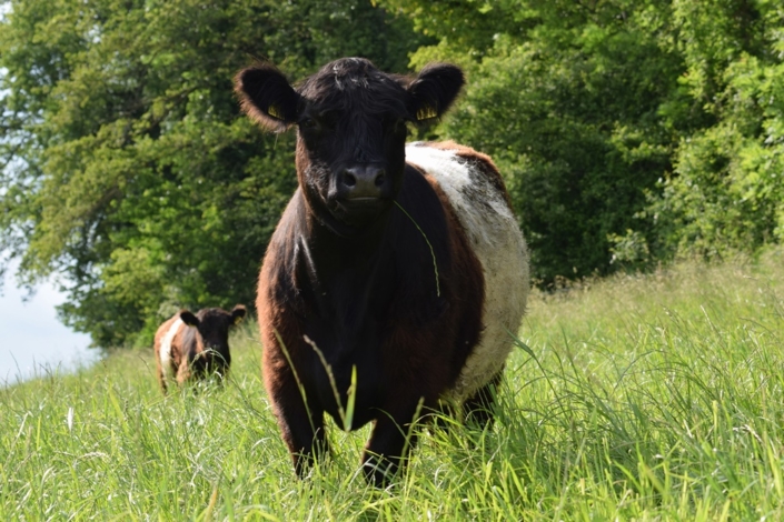 Helene und Heini Keller-Giavanon mit ihren Belties vom Husemerhof