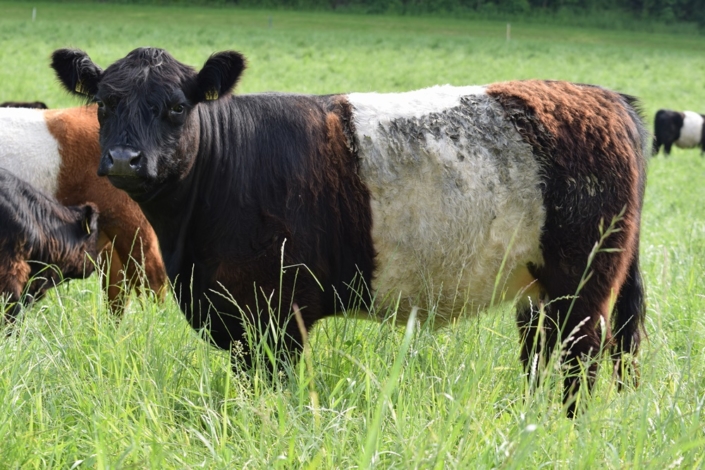 Helene und Heini Keller-Giavanon mit ihren Belties vom Husemerhof