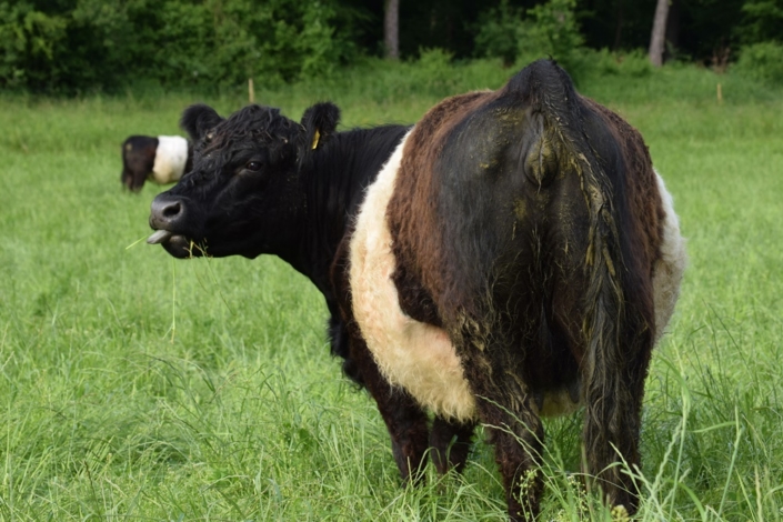 Helene und Heini Keller-Giavanon mit ihren Belties vom Husemerhof