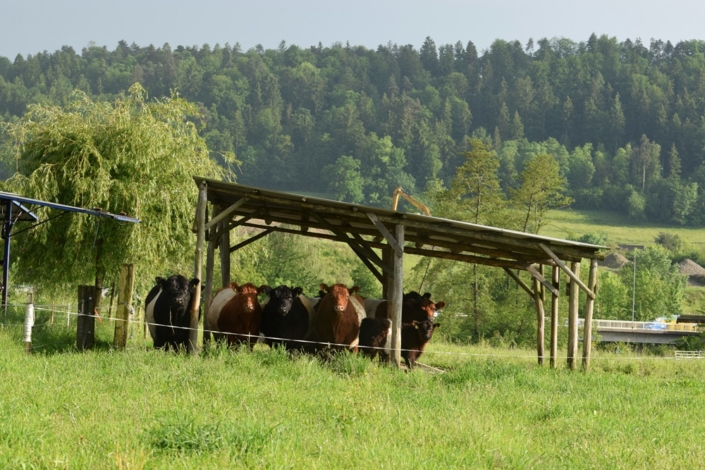 Helene und Heini Keller-Giavanon mit ihren Belties vom Husemerhof